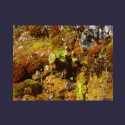 2012-10-20_Fall_AQUILA (102)b.JPG